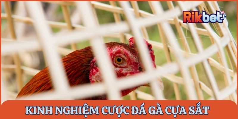 Kinh nghiệm cược đá gà cựa sắt